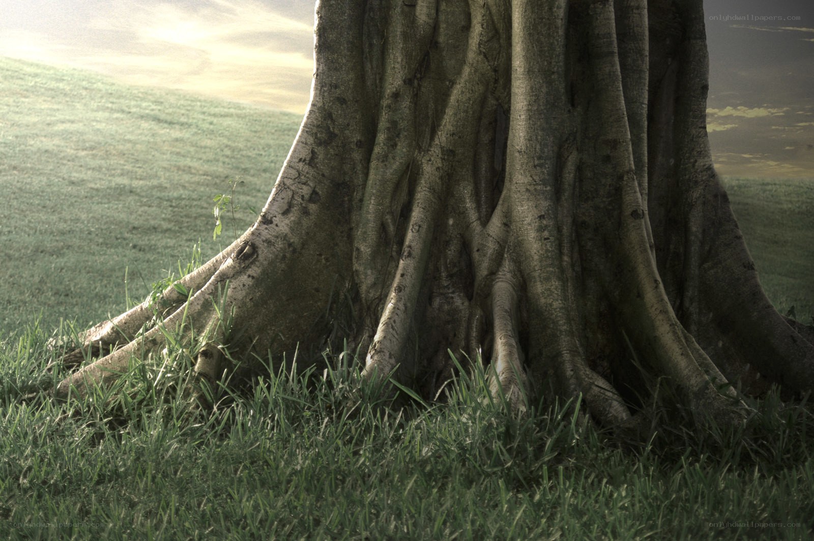 Tree roots on a grassy hill