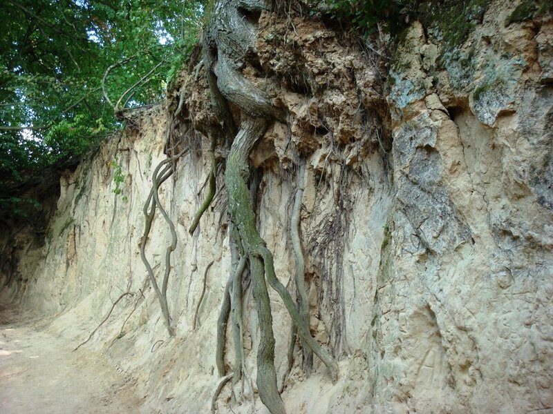 Tree Roots on Cliff — Brown