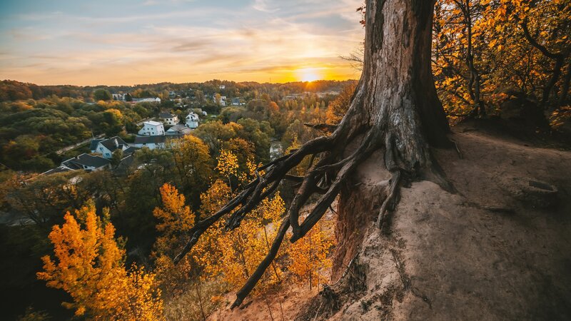Tree Roots on Cliff Edge