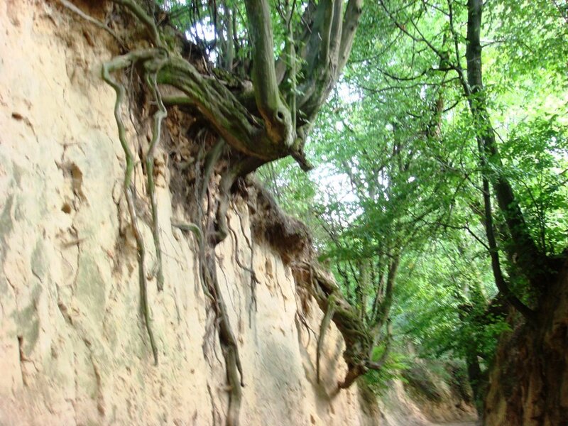 Tree Roots on Cliff — Green