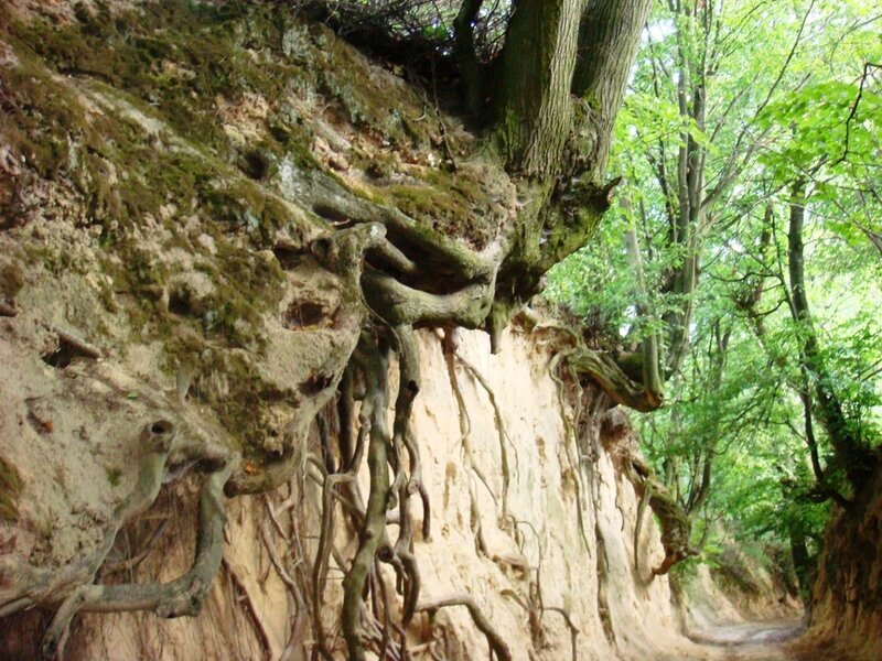 Tree Roots on Cliff