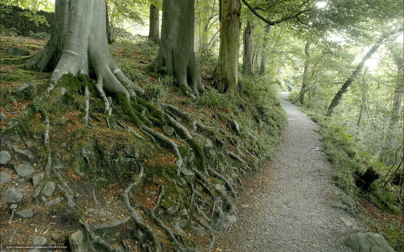 Tree Roots on Forest Path — Green