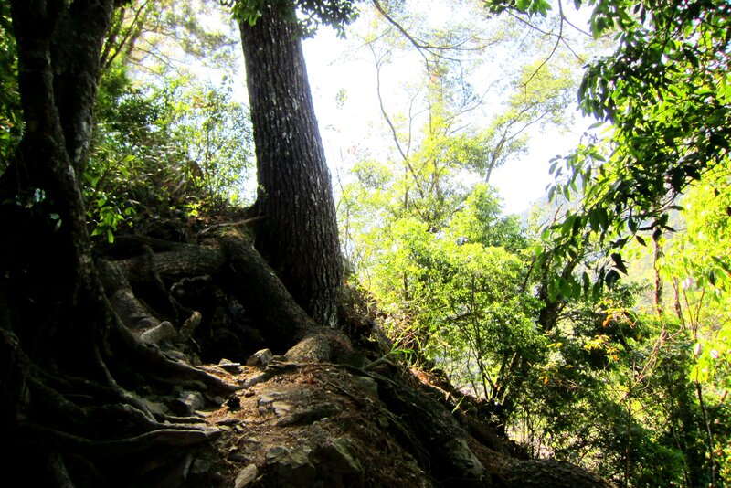 Tree Roots on Forest Slope