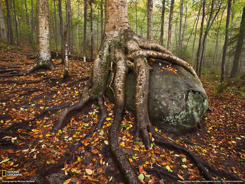 Tree Roots on Rock — Brown
