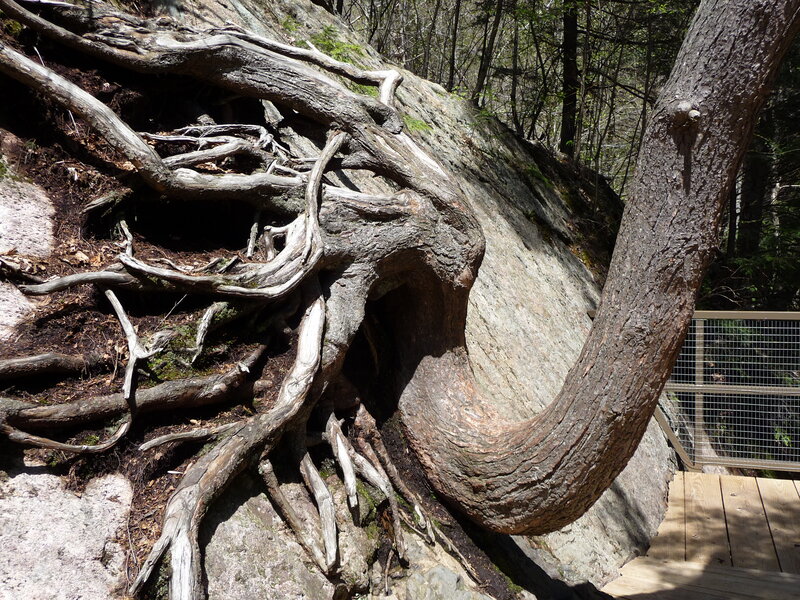 Tree Roots on Rock