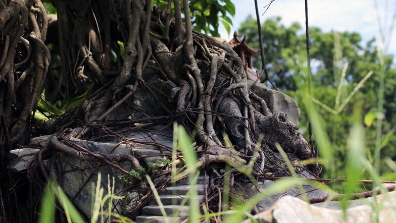 Tree Roots on Stone Steps