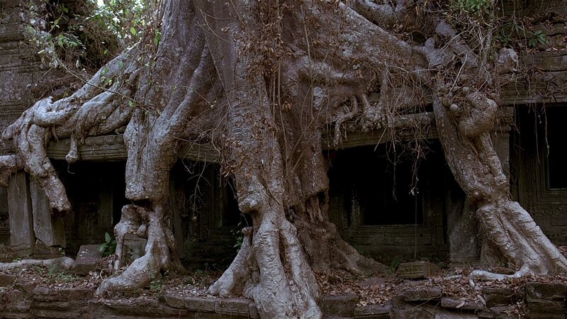 Tree Roots on Temple — Brown