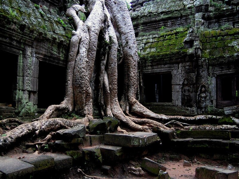 Tree Roots on Temple Ruins — Dramatic