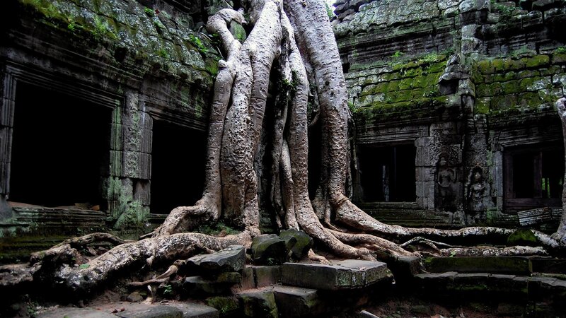 Tree Roots on Temple Ruins — Green, Dramatic, Photograph