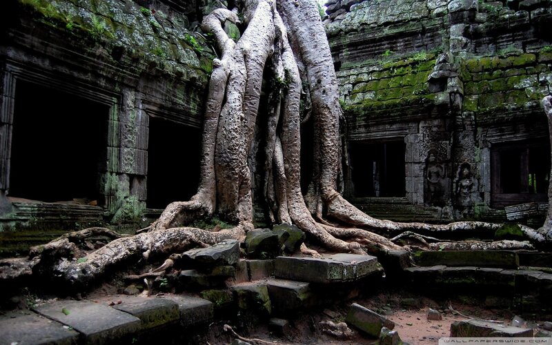 Tree Roots on Temple Ruins — Green, Photograph