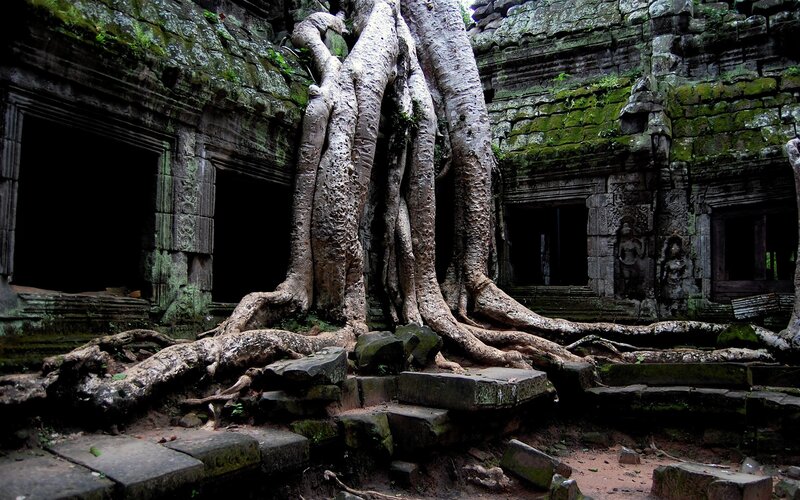 Tree Roots on Temple Ruins — Green