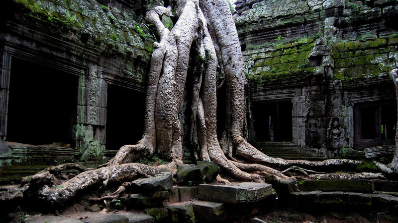 Tree Roots on Temple Ruins