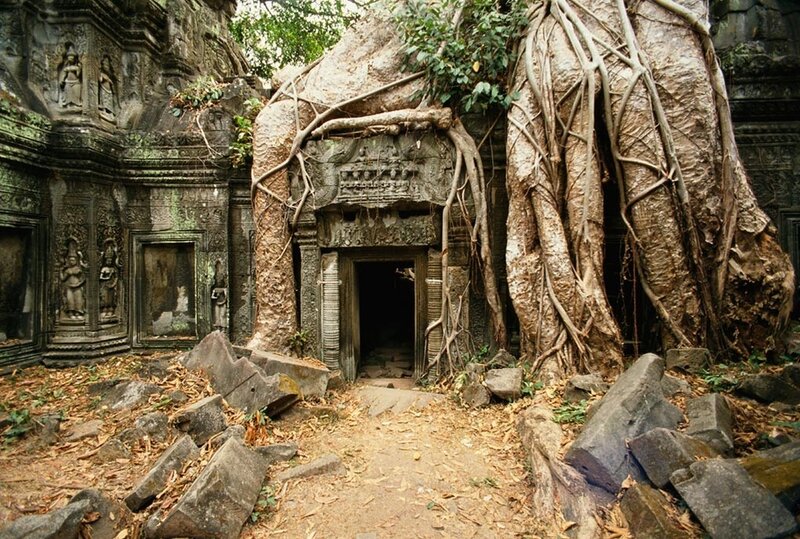 Tree Roots on Temple