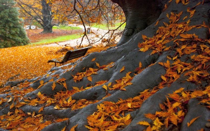 Tree Roots with Autumn Leaves — Orange, Serene