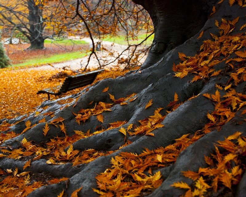 Tree Roots with Autumn Leaves