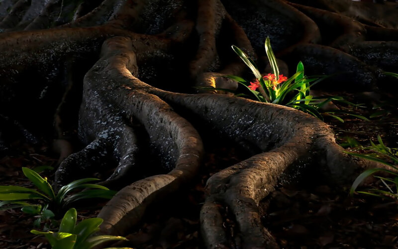 Tree Roots with Flowers