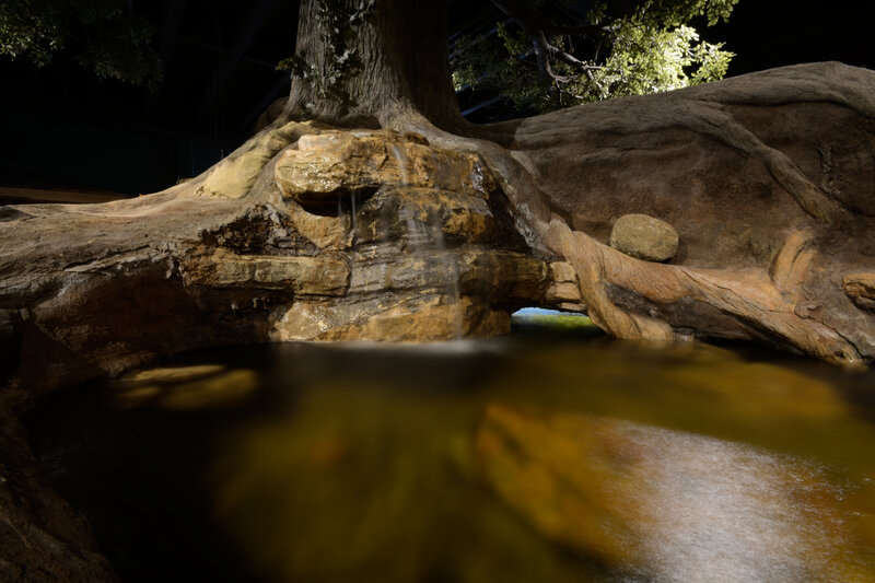 Tree Roots with Waterfall
