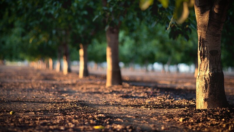 Tree Row in Orchard