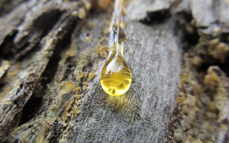 tree sap drop on bark