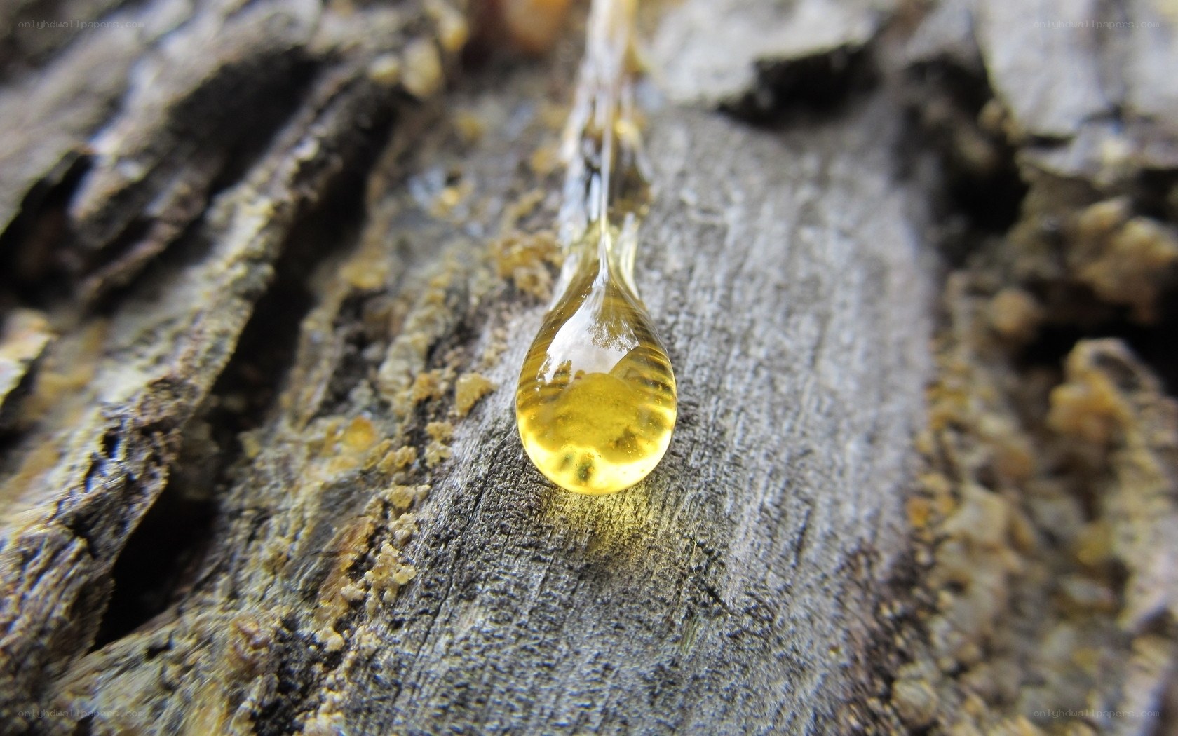 tree sap drop on bark