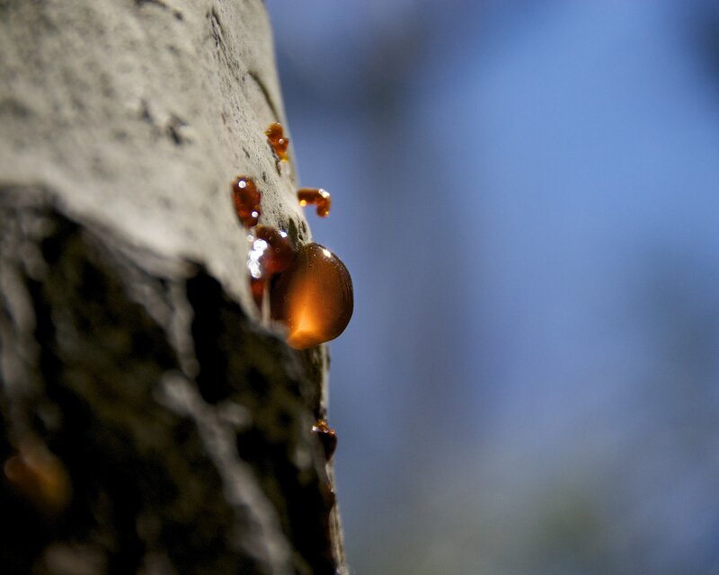 Tree Sap on Bark — Brown