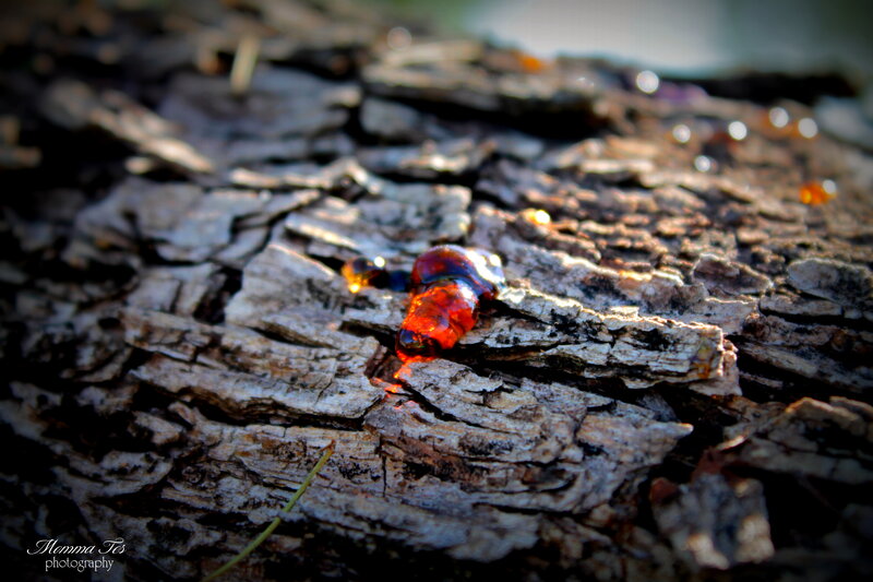 Tree Sap on Bark