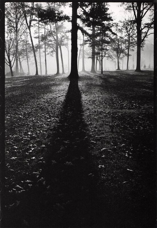 Tree Shadow in Forest