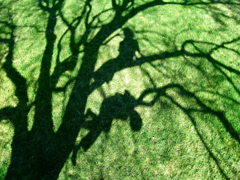 Tree Shadow on Grass
