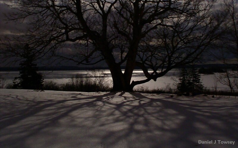 Tree shadow on snowy ground