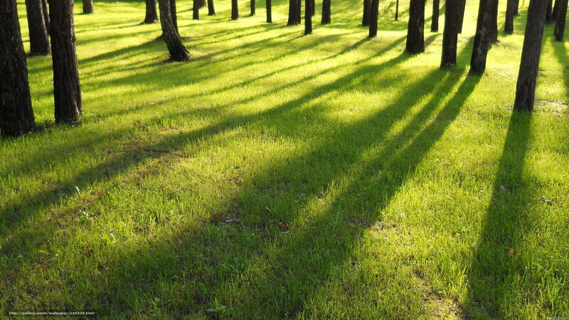 Tree Shadows on Grass