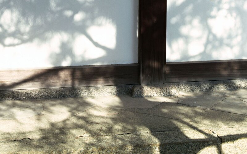 Tree Shadows on Wall