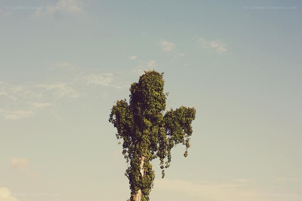 tree shaped like a cross