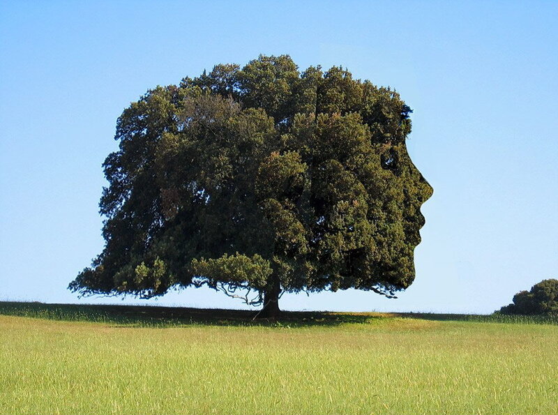 Tree Shaped Like a Face