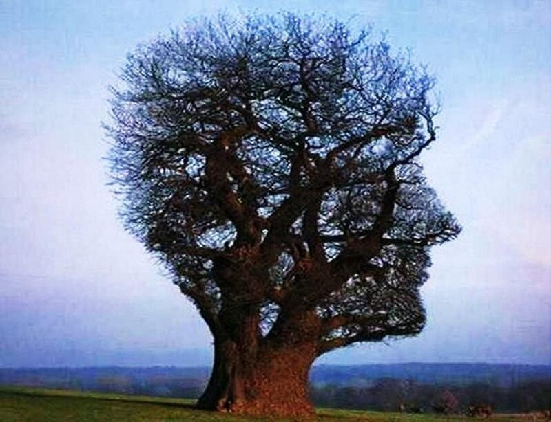 Tree Shaped Like a Head — Blue, Serene