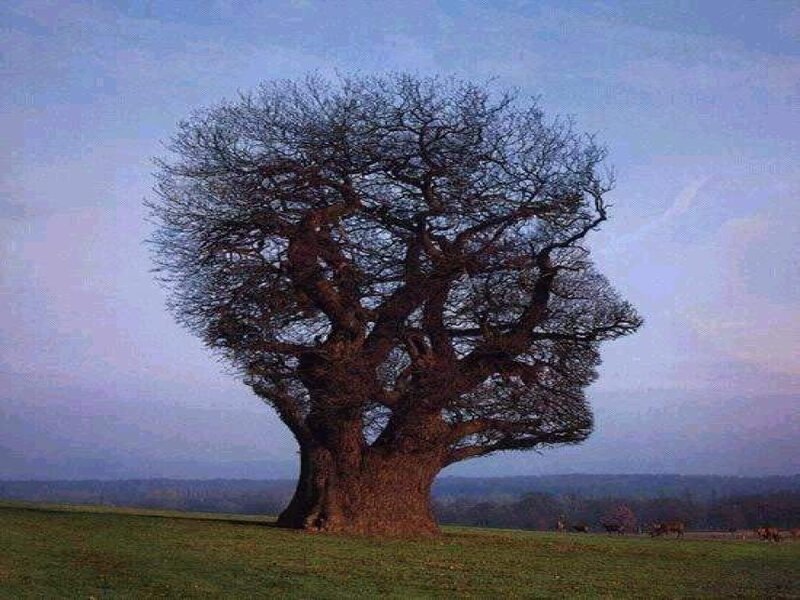 Tree Shaped Like a Head — Green