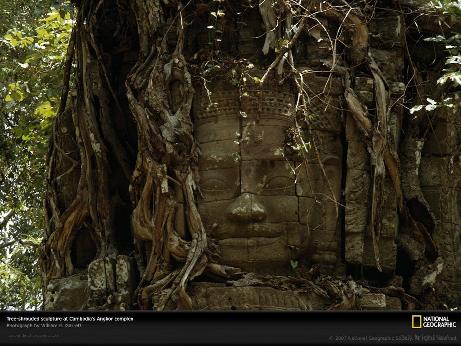Tree-shrouded sculpture at Angkor