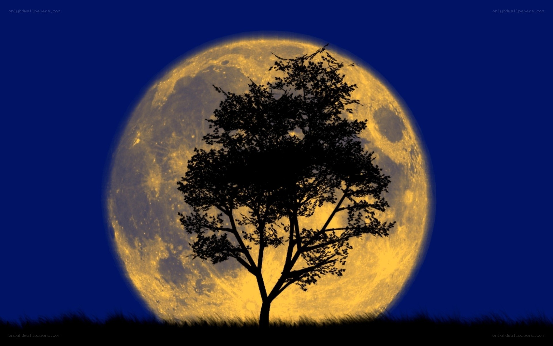 Tree silhouette against full moon