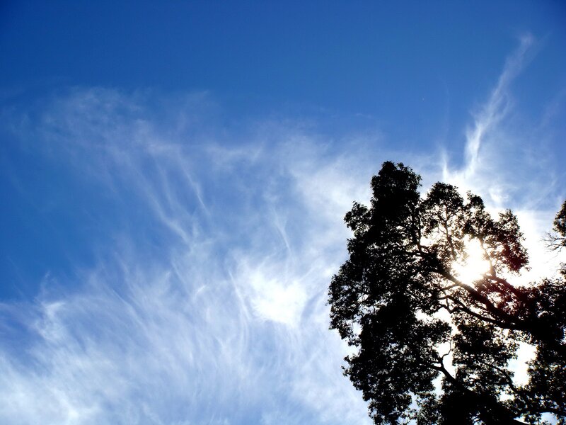 Tree Silhouette Against Sky
