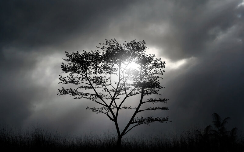 Tree silhouette against stormy sky