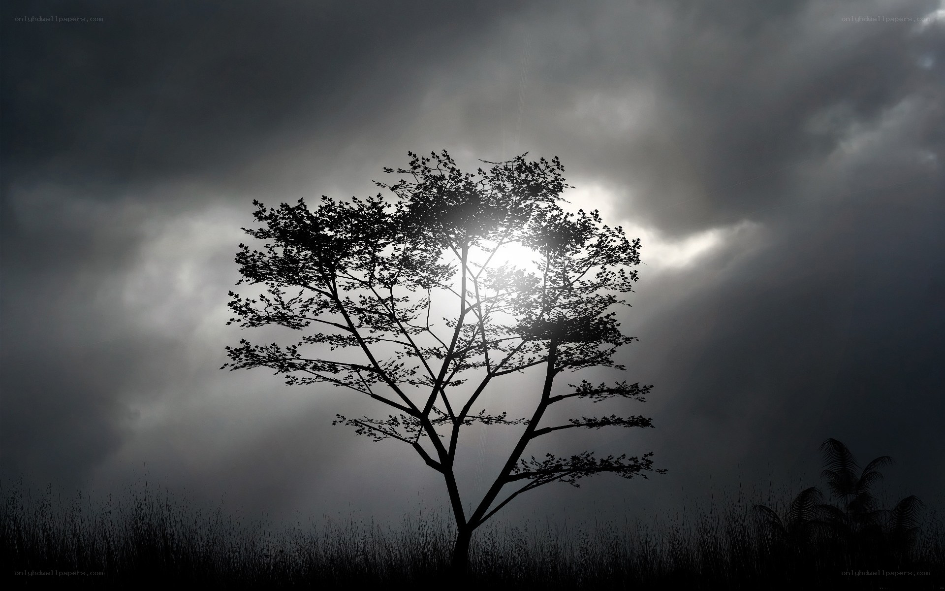 Tree silhouette against stormy sky