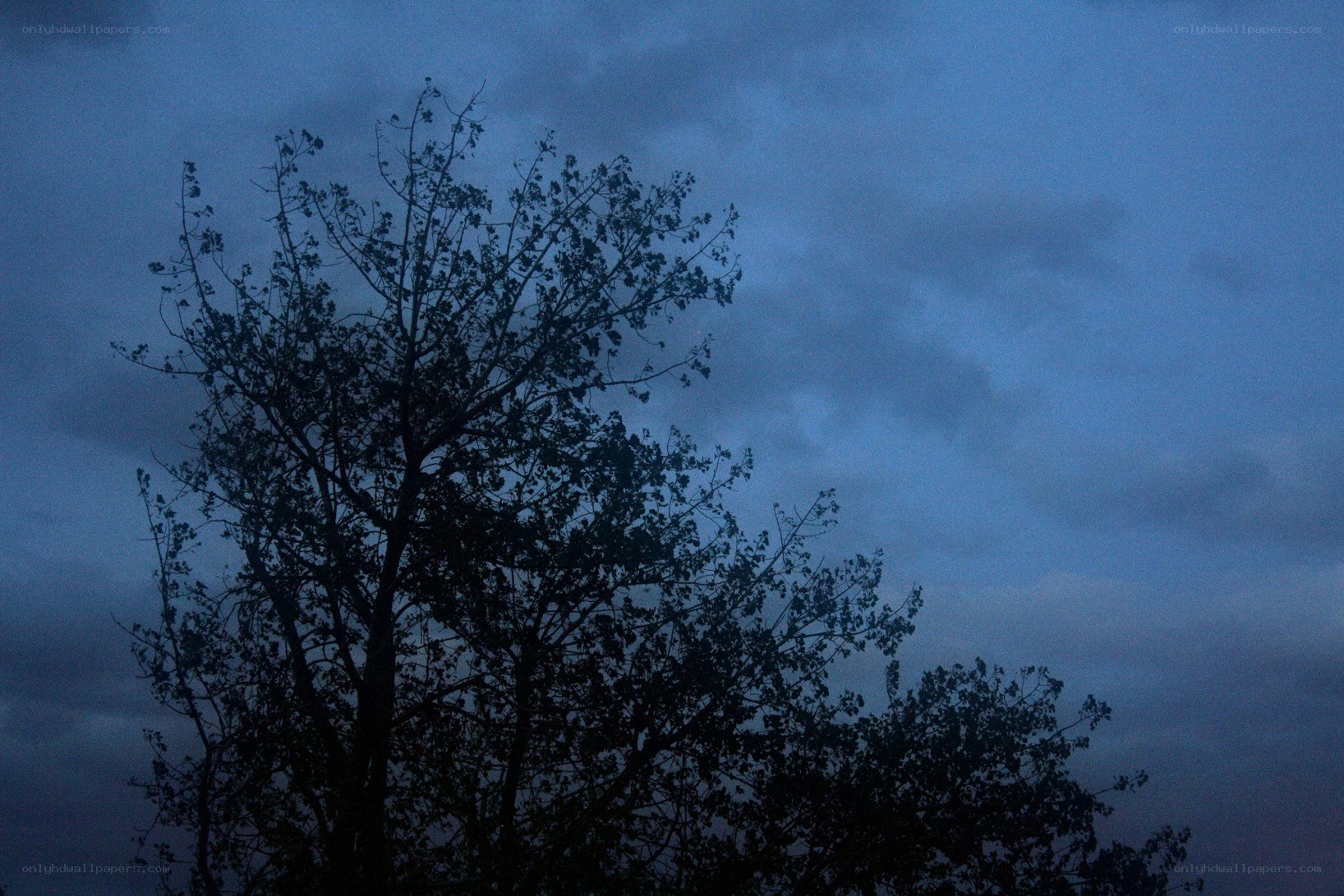 tree silhouette at dusk