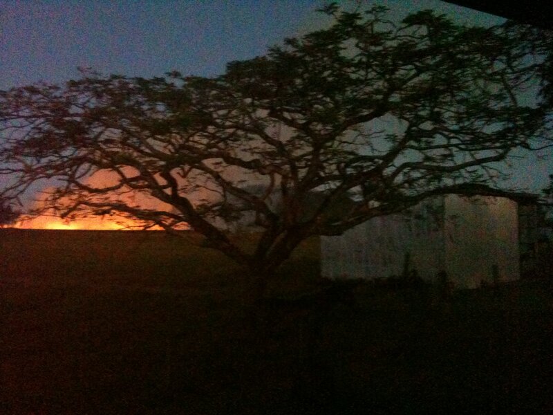 Tree Silhouette at Dusk — Black