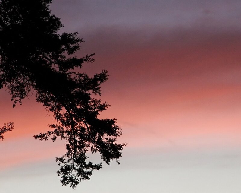 Tree Silhouette at Dusk — Pink, Serene