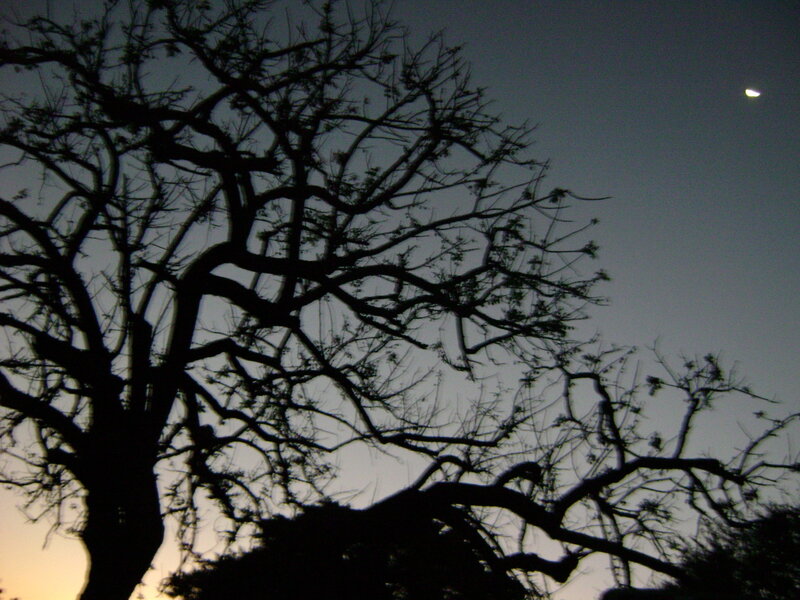 tree silhouette at dusk
