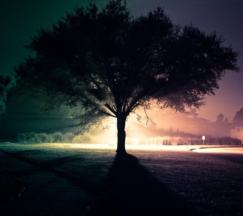 tree silhouette at night