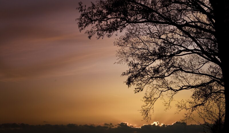 tree silhouette at sunset
