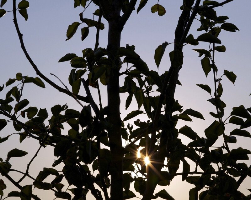 Tree Silhouette at Sunset — Black, Serene, Photograph