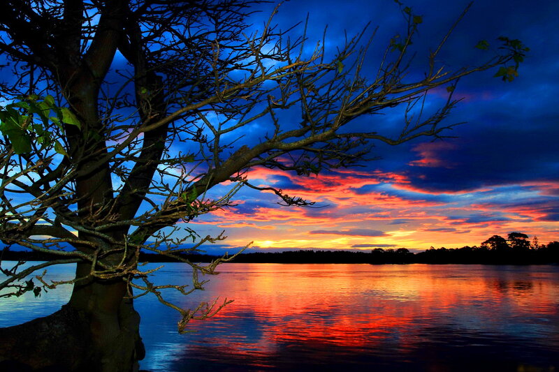 Tree Silhouette at Sunset — Blue