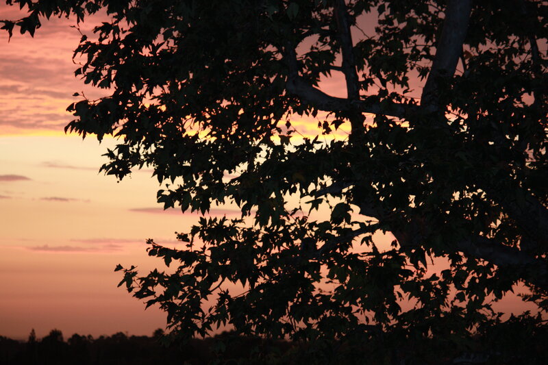 Tree Silhouette at Sunset — Orange