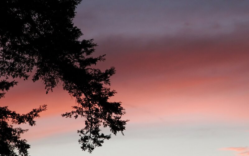 Tree Silhouette at Sunset — Pink